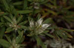 Silver nailwort